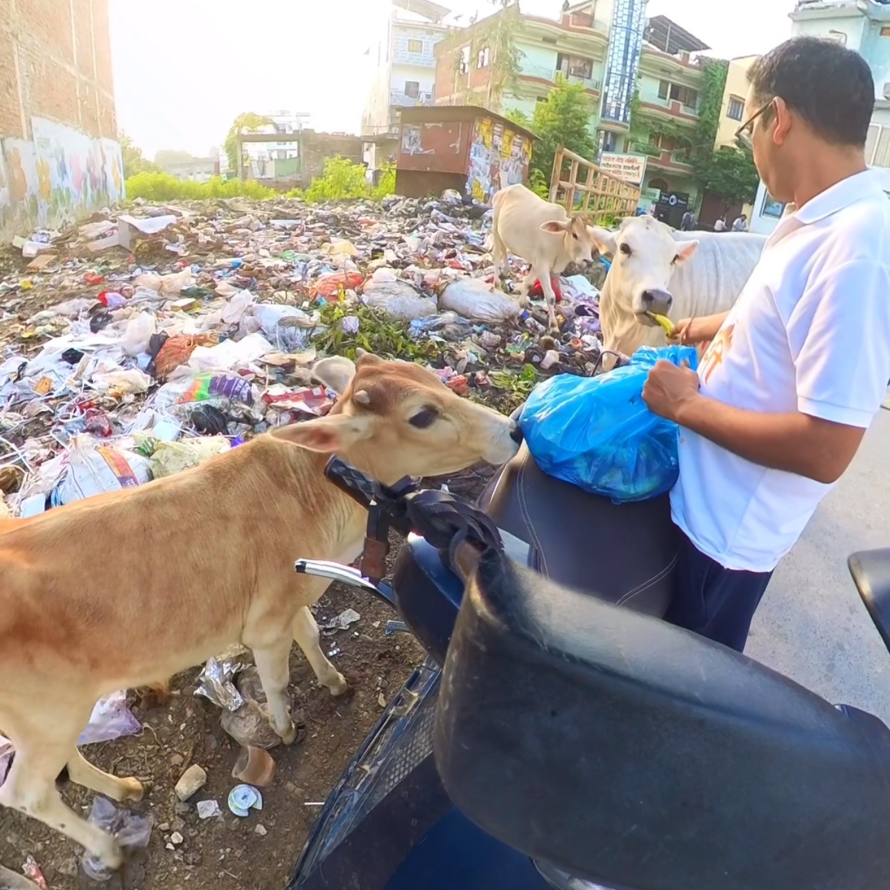 Animal Welfare